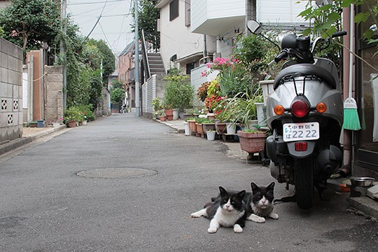 街のねこたち