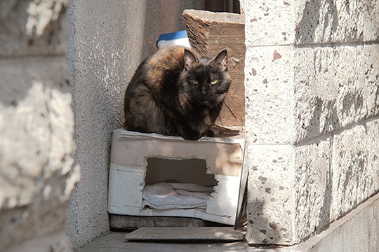 街のねこたち