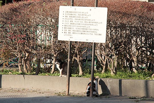 街のねこたち