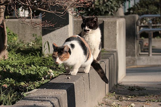 街のねこたち