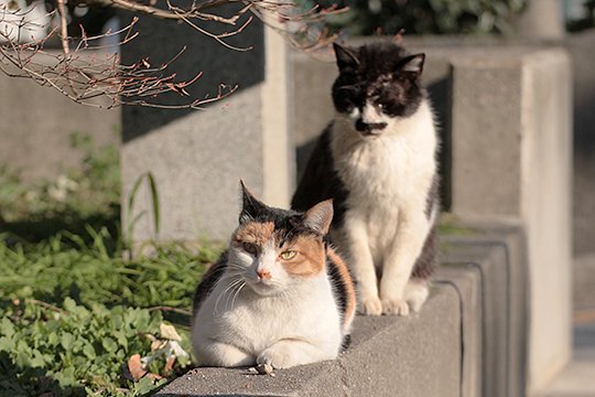 街のねこたち