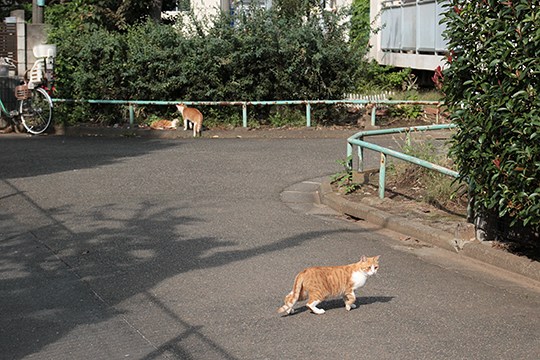 街のねこたち