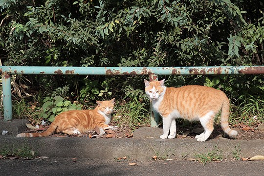 街のねこたち