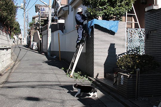 街のねこたち