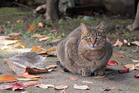 街のねこたち