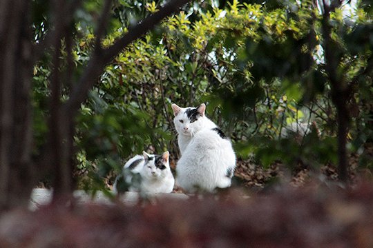 街のねこたち