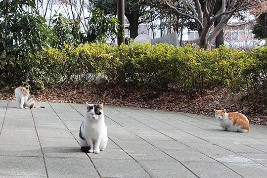 街のねこたち