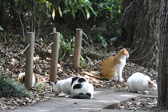 街のねこたち