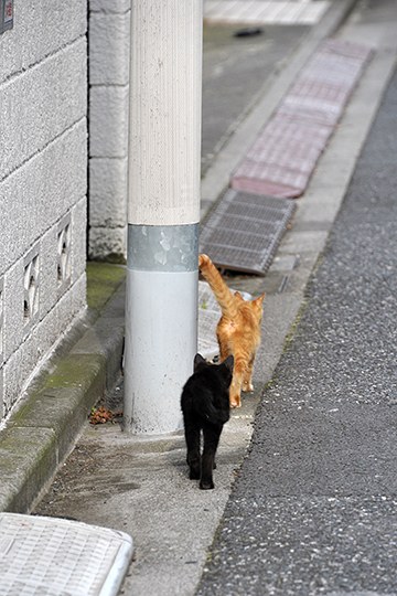 街のねこたち