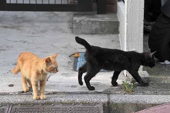 街のねこたち