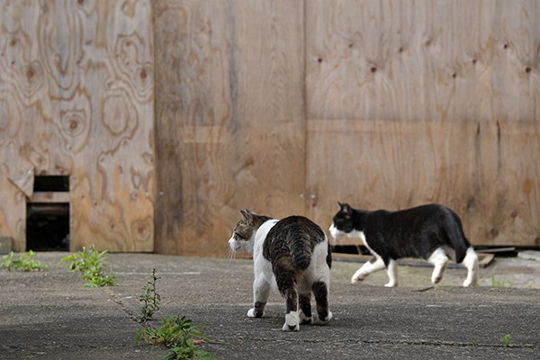 街のねこたち