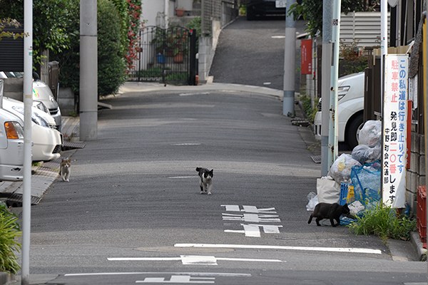 街のねこたち