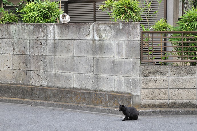 街のねこたち