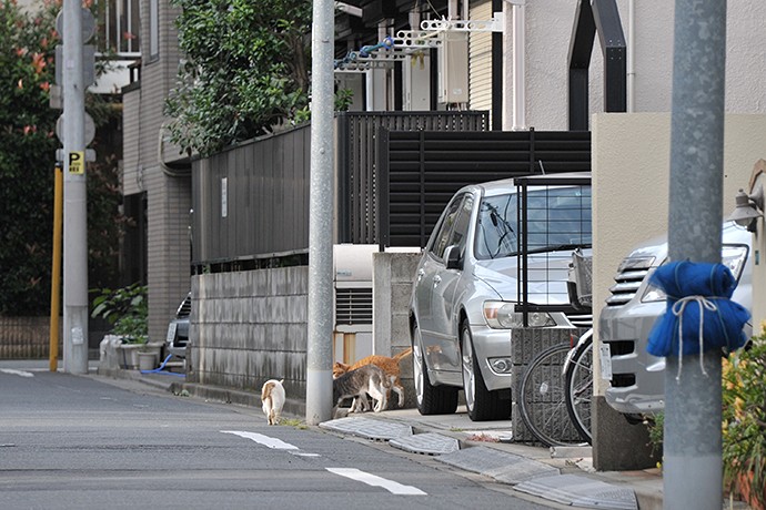 街のねこたち