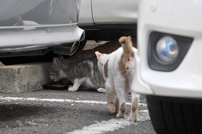 街のねこたち