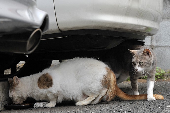 街のねこたち