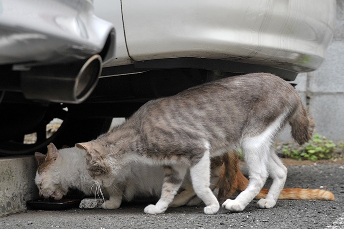 街のねこたち