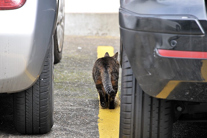 街のねこたち