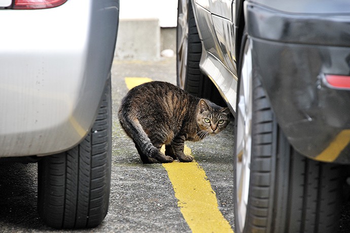街のねこたち