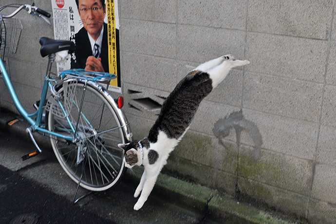 街のねこたち