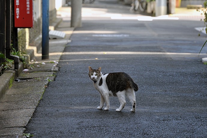街のねこたち