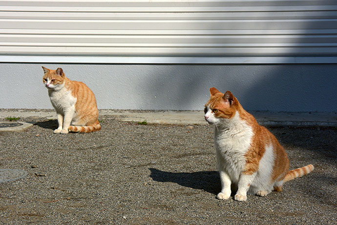 街のねこたち