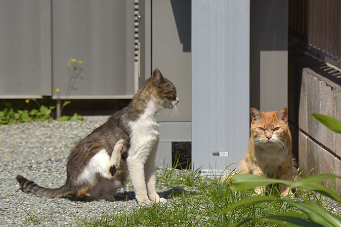 街のねこたち