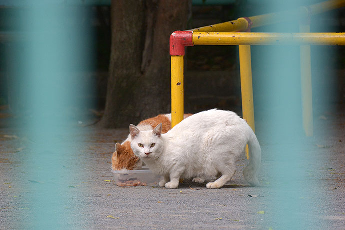 街のねこたち