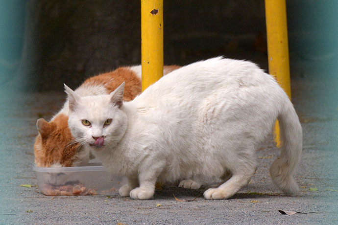 街のねこたち