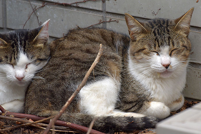 街のねこたち