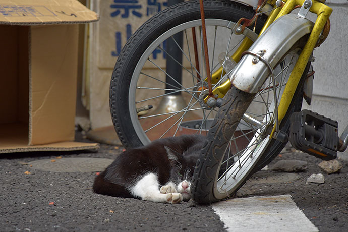 街のねこたち