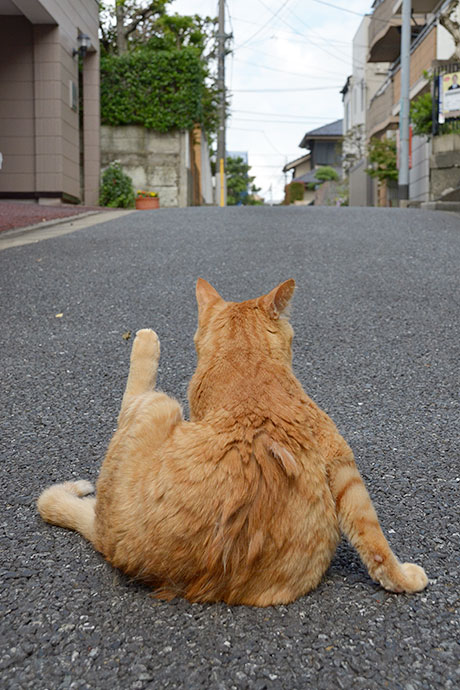街のねこたち