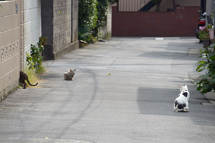 街のねこたち