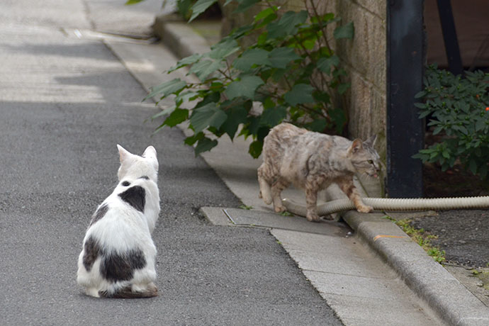 街のねこたち