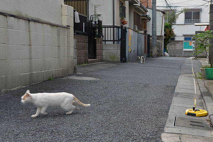 街のねこたち