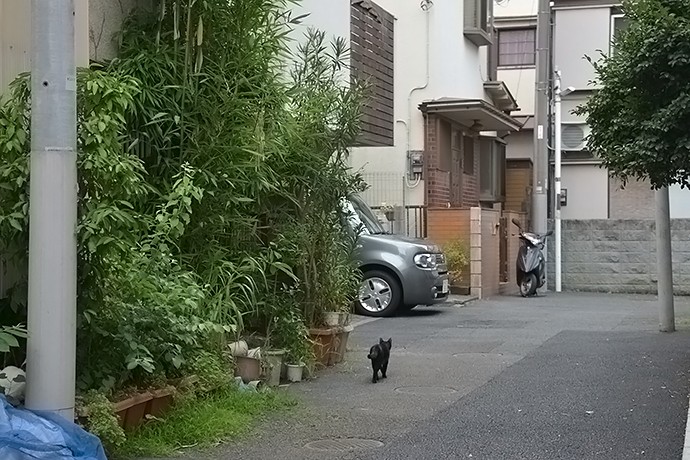 街のねこたち