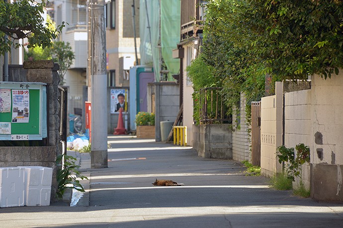 街のねこたち