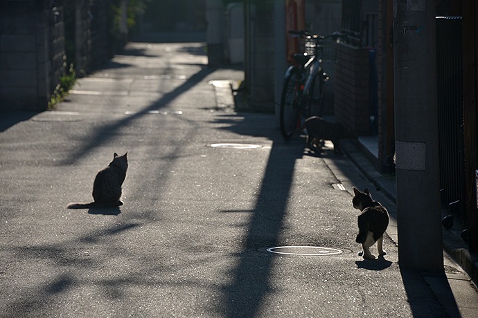 街のねこたち