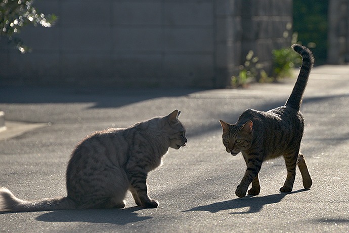 街のねこたち