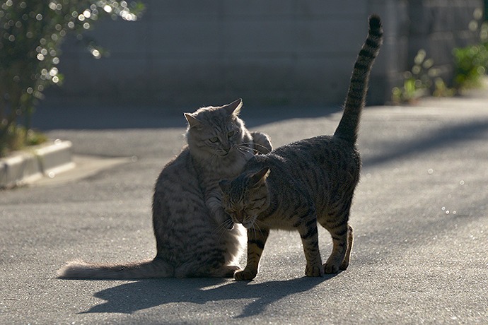 街のねこたち