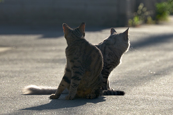 街のねこたち