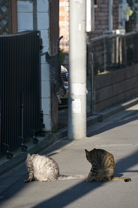 街のねこたち