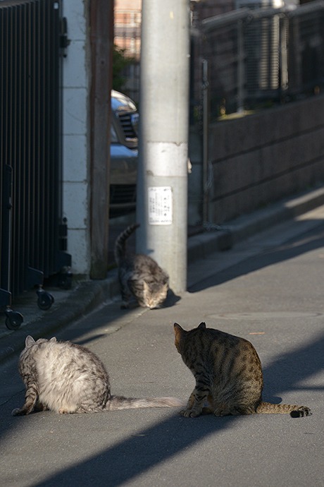 街のねこたち