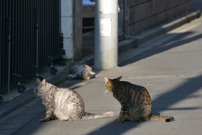 街のねこたち