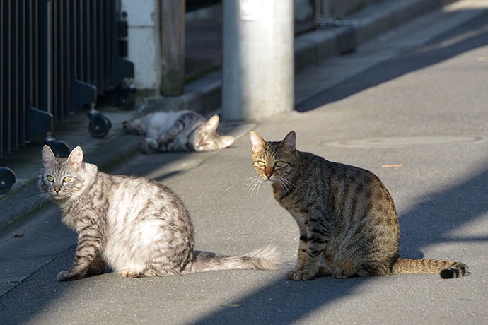 街のねこたち