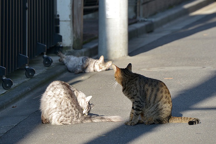 街のねこたち