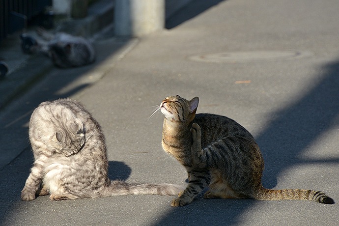 街のねこたち