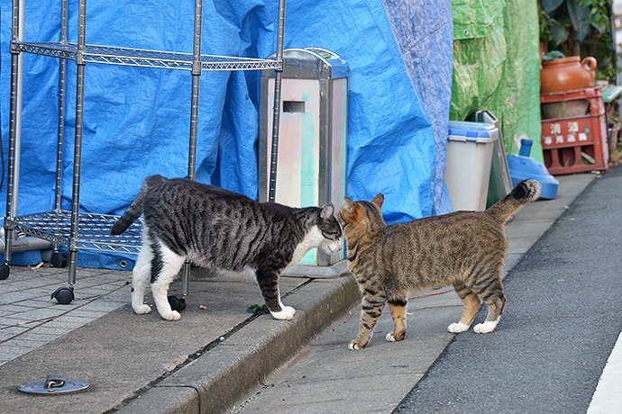 街のねこたち