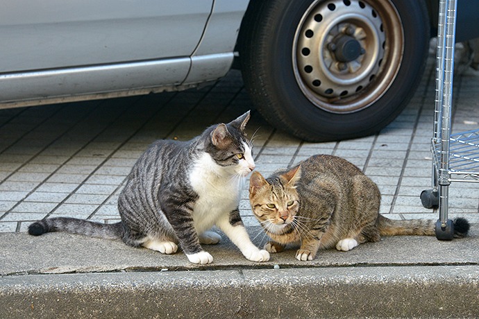 街のねこたち
