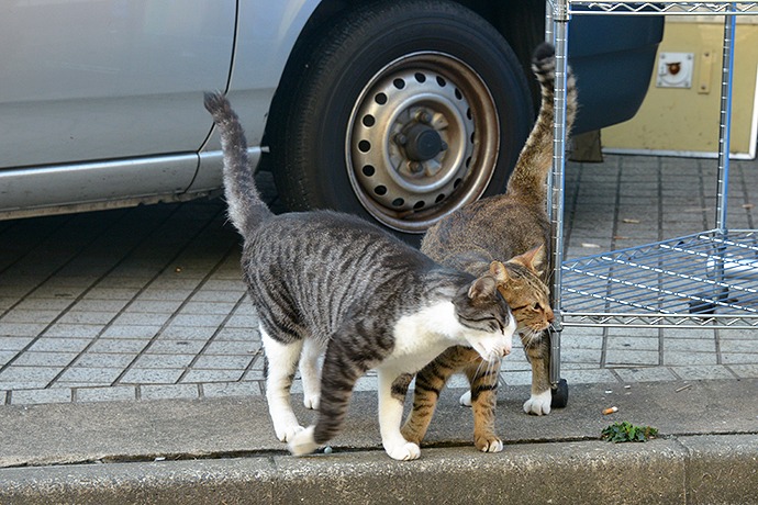 街のねこたち